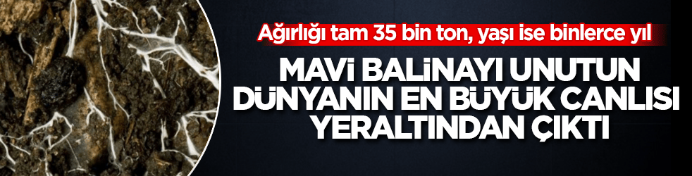 Mavi balinayı unutun, dünyanın en büyük canlısı yeraltından çıktı! Ağırlığı tam 35 bin ton, yaşı ise binlerce yıl
