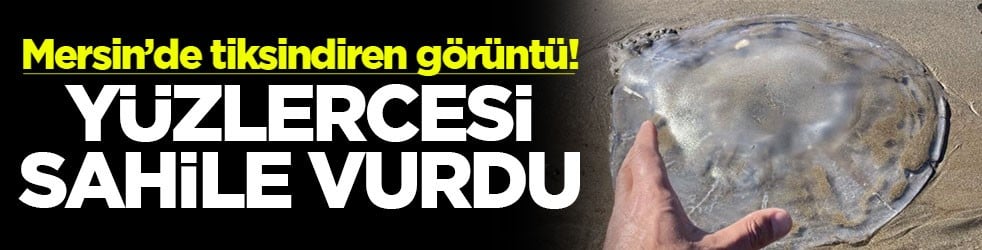 Mersin’de tiksindiren görüntü! Yüzlercesi sahile vurdu
