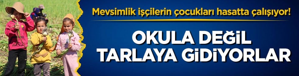Mevsimlik işçilerin çocukları hasatta çalışıyor! Okula değil tarlaya gidiyorlar