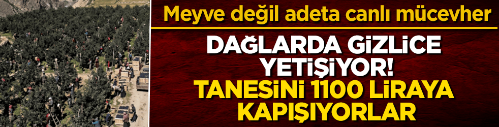 Meyve değil adeta canlı mücevher! Dağlarda gizlice yetişiyor, tanesini 1100 liraya kapışıyorlar