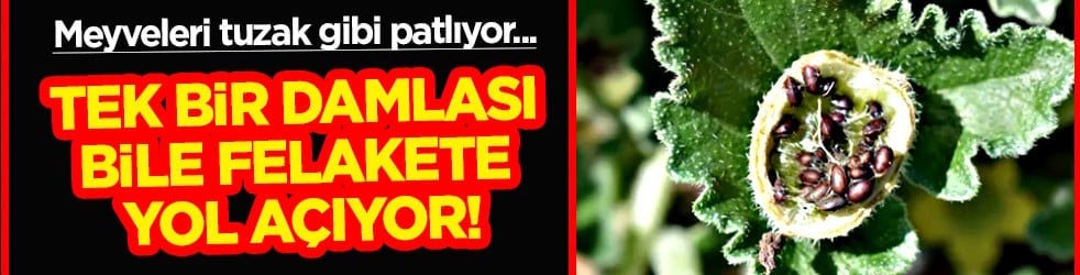 Meyveleri tuzak gibi patlıyor! Tek bir damlası bile: Acı kavun, cırtatan, patlangaç...