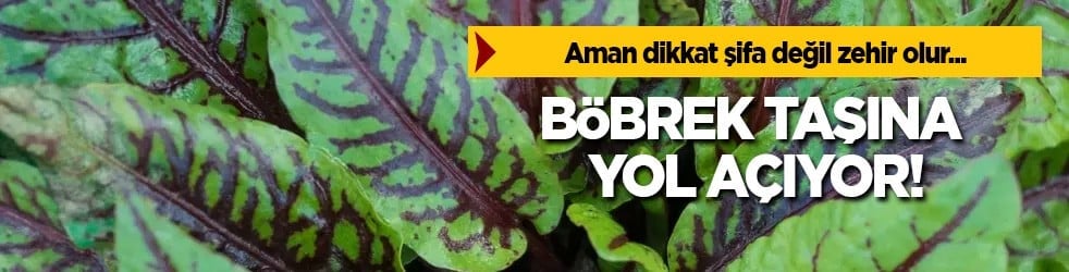  Mide hassasiyeti ve böbrek taşı olanlar dikkat: Kuzu kulağı şifa değil zehir saçıyor! Böyle yapan pişman olacak! 