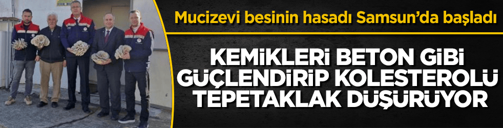 Mucizevi besinin hasadı Samsun’da başladı! Kemikleri beton gibi güçlendirip kolesterolü tepetaklak düşürüyor