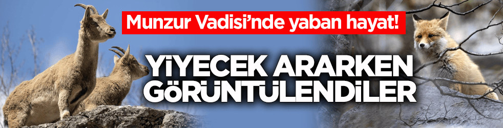 Munzur Vadisi’nde yaban hayat! Yiyecek ararken görüntülendiler