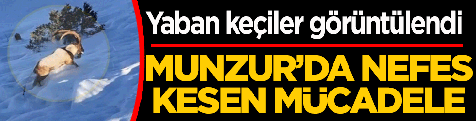 Munzur’da nefes kesen mücadele: Yaban keçileri karları yarıp geçti