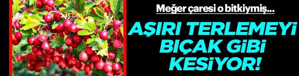 Mutlaka yapılmalı: Aşırı terlemeyi bıçak gibi kesiyor: Meğer çaresi o bitkiymiş...