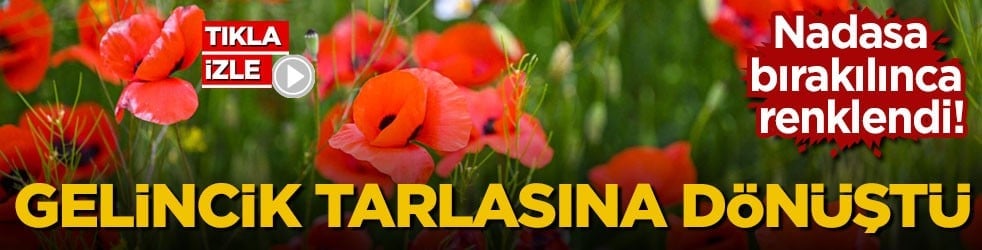 Nadasa bırakılınca renklendi! Gelincik tarlasına dönüştü