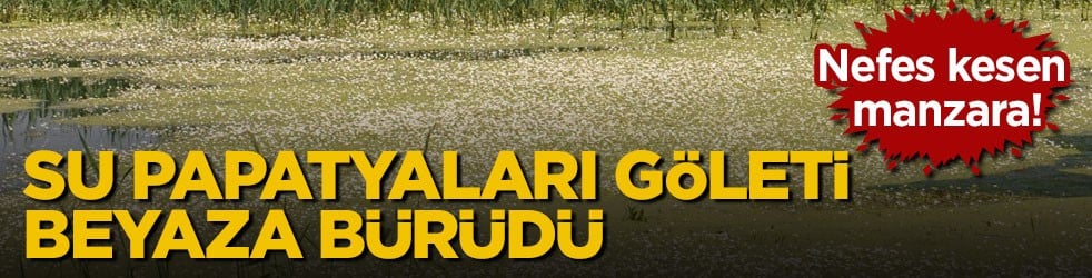 Nefes kesen manzara! Su papatyaları göleti beyaza bürüdü