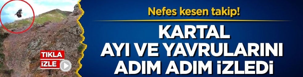 Nefes kesen takip! Kartal, ayı ve yavrularını adım adım izledi