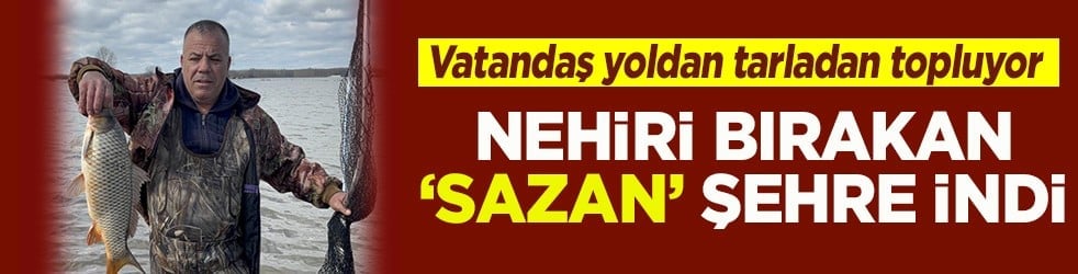 Nehiri bırakan "sazan" şehre indi