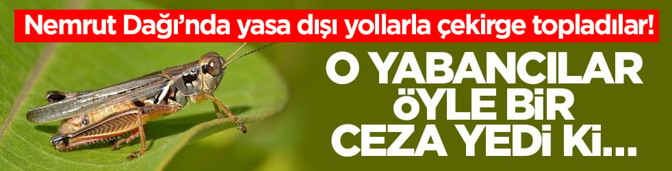 Nemrut Dağı’nda yasa dışı yollarla çekirge topladılar! O yabancılar öyle bir ceza yedi ki…