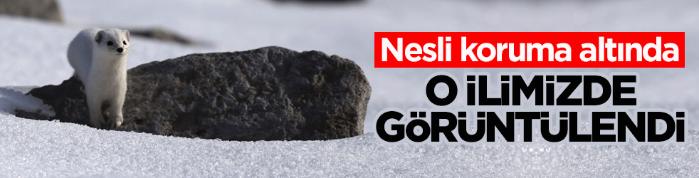 Nesli koruma altında! Beyaz gelincik o ilimizde görüntülendi