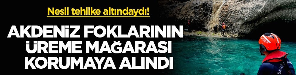 Nesli tehlike altındaydı! Akdeniz foklarının üreme mağarası korumaya alındı