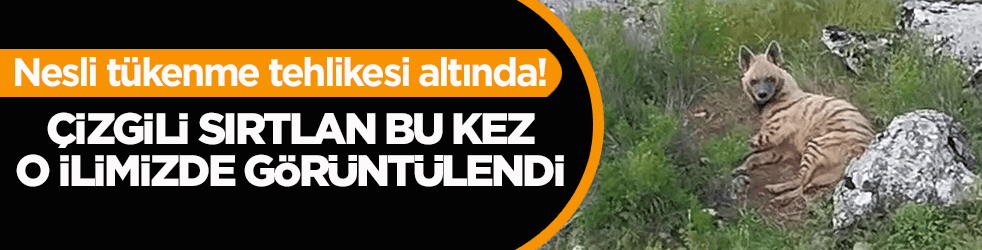 Nesli tükenme tehlikesi altında! Çizgili sırtlan bu kez o ilimizde görüntülendi