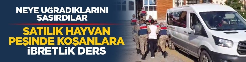Neye uğradıklarını şaşırdılar: Satılık hayvan peşinde koşanlara ibretlik ders