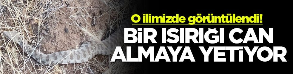 O ilimizde görüntülendi! Bir ısırığı can almaya yetiyor