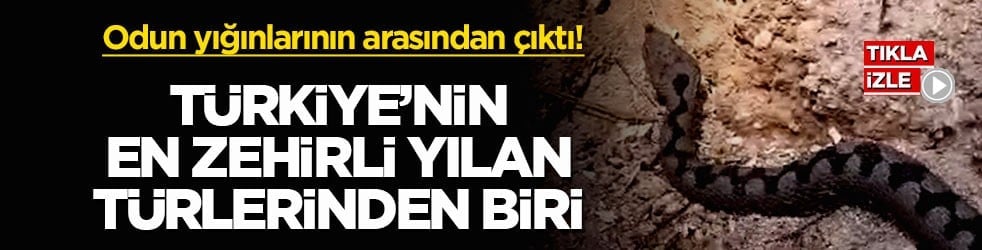 Odun yığınlarının arasından çıktı! Türkiye’nin en zehirli yılan türlerinden biri