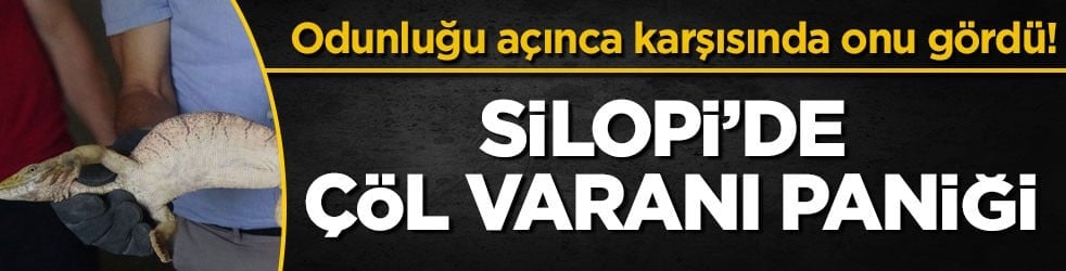 Odunluğu açınca karşısında onu gördü! Silopi’de çöl varanı paniği