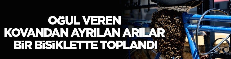 Oğul veren kovandan ayrılan arılar bir bisiklette toplandı