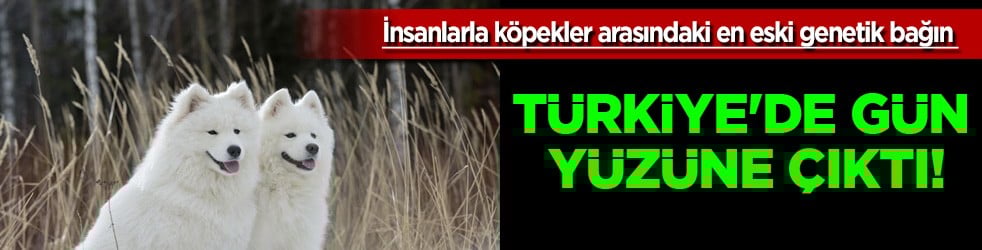 Onlar bizim can dostumuz! Köpeğin genetik bağı: DNA'sı Anadolu'da masaya yatırıldı! İngiltere ilan etti