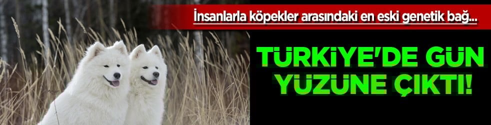 Onlar bizim can dostumuz! Köpeğin genetik bağı: DNA'sı Anadolu'da masaya yatırıldı! İngiltere ilan etti