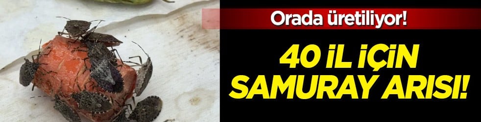  Orada üretiliyor: 40 il için samuray arısı! Kahverengi kokarca doğal 'baş düşmanı'yla vurulacak