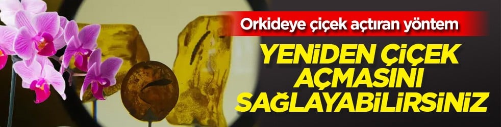 Orkideye çiçek açtıran maya reçetesi: Yöntemi bir hazine niteliğinde! Bu çabayı gösterirsek yeniden çiçek açacak