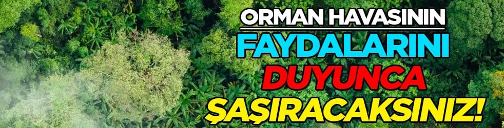 Orman havasının 5 faydası! Uzmanlar peş peşe paylaştı: Sağlık için büyük destek