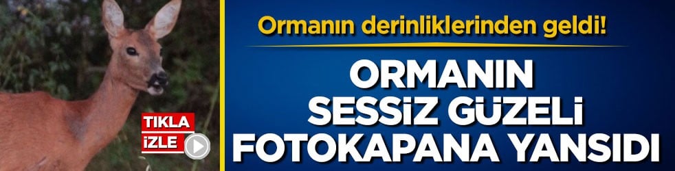 Ormanın derinliklerinden geldi! Ormanın sessiz güzeli fotokapana yansıdı