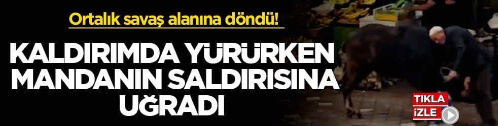 Ortalık savaş alanına döndü! Kaldırımda yürürken mandanın saldırısına uğradı