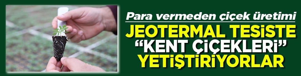 Para vermeden çiçek üretimi Jeotermal tesiste ‘Kent Çiçekleri’ yetiştiriyorlar