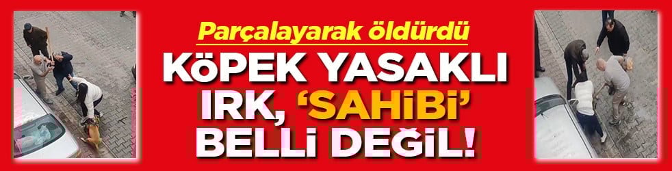Parçalayarak öldürdü Köpek yasaklı ırk, ‘sahibi’ belli değil