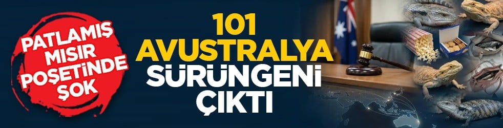 Patlamış mısır poşetinde şok: 101 Avustralya sürüngeni çıktı