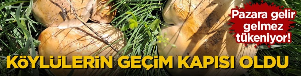 Pazara gelir gelmez tükeniyor! Köylülerin geçim kapısı oldu 