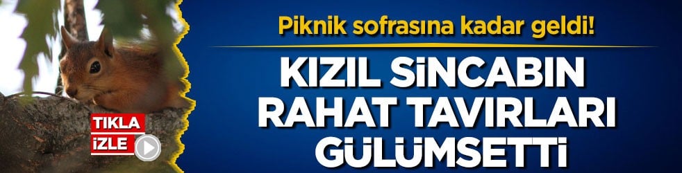 Piknik sofrasına kadar geldi! Kızıl sincabın rahat tavırları gülümsetti