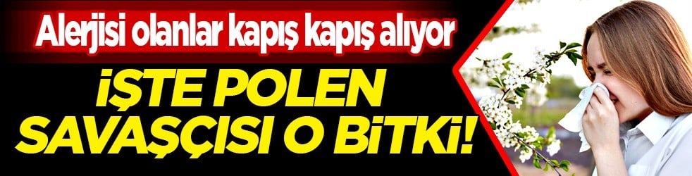 Polen savaşçısı bitki! Sebzeleri tahtından indirdi: Alerjisi olanlar faydaları sınır tanımıyor! Fazla C vitamini var