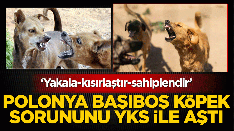 Polonya başıboş köpek sorununu YKS ile aştı: ‘Yakala-kısırlaştır-sahiplendir’ 