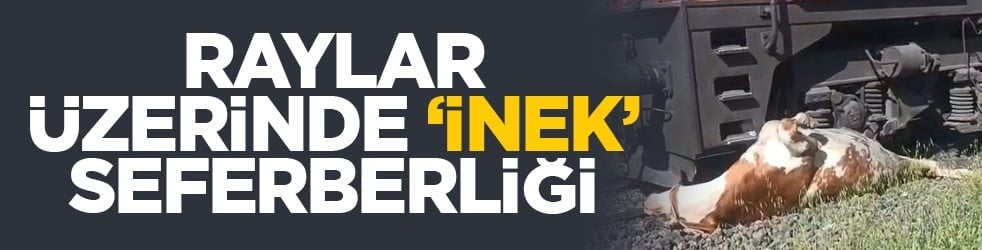 Raylar Üzerinde ‘İnek’ seferberliği