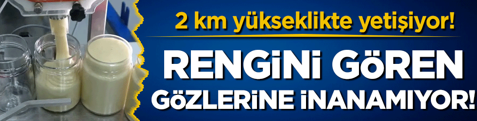 Rengini gören inanamıyor! Bu bal kar beyazı!