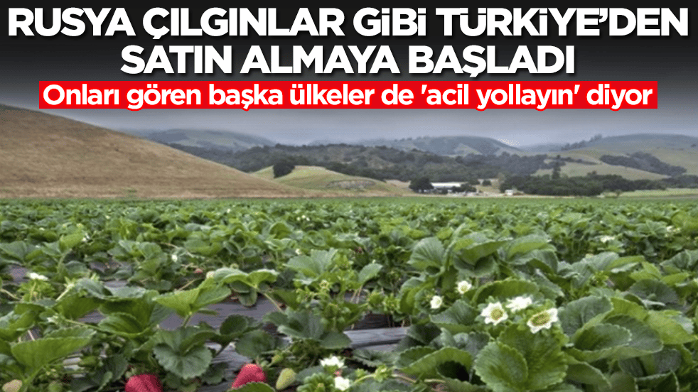 Rusya çılgınlar gibi Türkiye'den satın almaya başladı: Onları gören başka ülkeler de 'acil yollayın' diyor