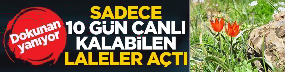 Sadece 10 gün canlı kalabilen laleler açtı: Dokunan yanıyor! Koparmanın bedeli bir servet