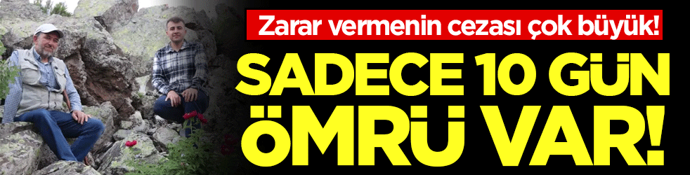 Sadece 10 gün ömrü var: Zarar verene büyük ceza!