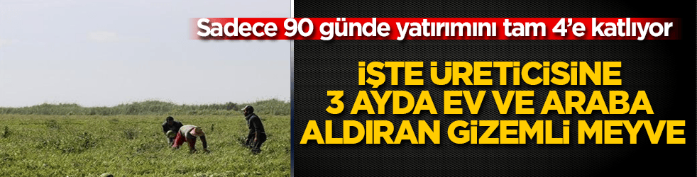 Sadece 90 günde yatırımını tam 4’e katlıyor! Tarla değil darphane mübarek: İşte üreticisine 3 ayda ev ve araba aldıran gizemli meyve