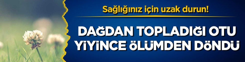 Sağlığınız için uzak durun! Dağdan topladığı otu yiyince ölümden döndü