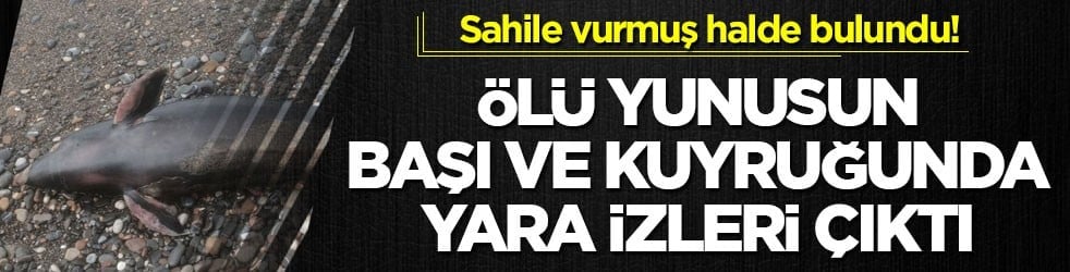 Sahile vurmuş halde bulundu! Ölü yunusun başı ve kuyruğunda yara izleri çıktı