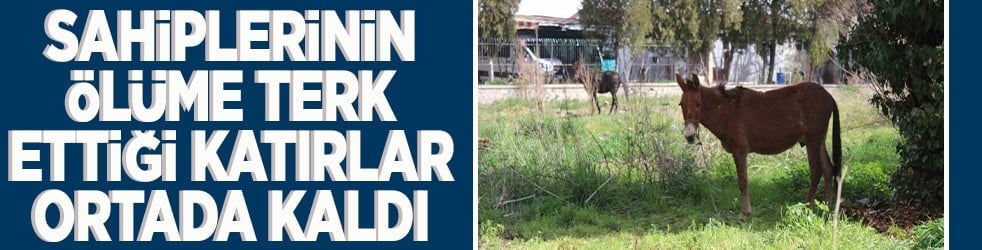 Sahiplerinin ölüme terk ettiği katırlar ortada kaldı!