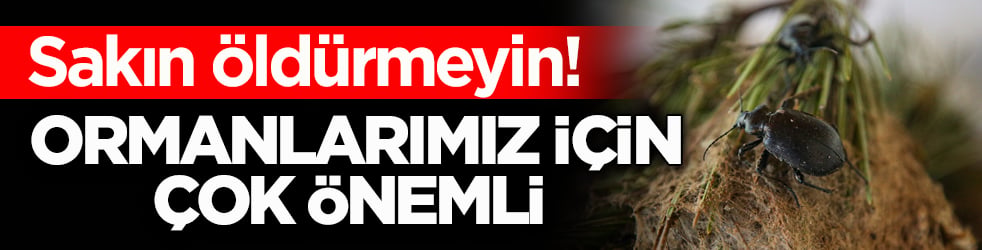 Sakın öldürmeyin! Ormanlarımız için çok önemli 