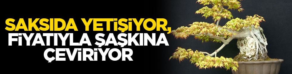 Saksıda yetişiyor, fiyatıyla şaşkına çeviriyor