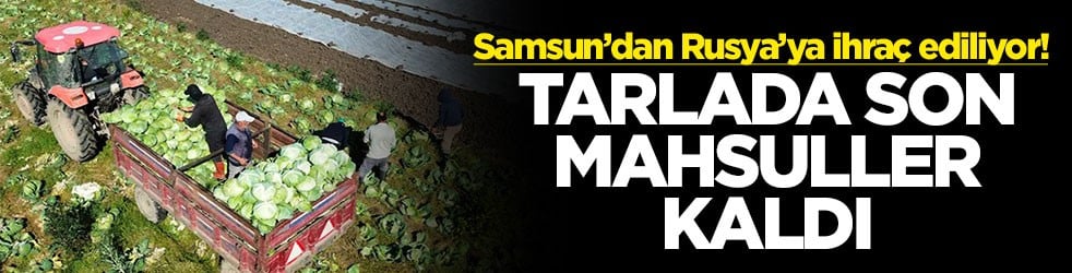 Samsun’dan Rusya’ya ihraç ediliyor! Tarlada son mahsuller kaldı