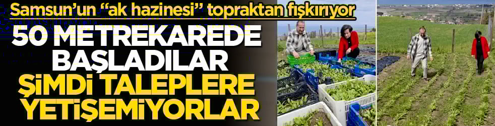 Samsun’un "ak hazinesi" topraktan fışkırıyor: 50 metrekarelik alanda 600 tane ile başladılar, şimdi taleplere yetişemiyorlar